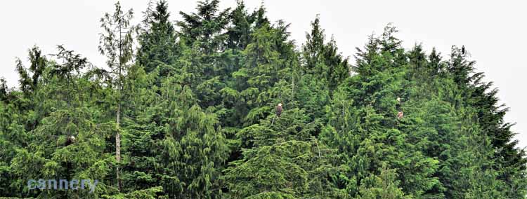 bald eagles in tree